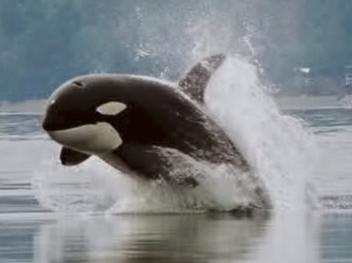 Creative commons orca photo shared by Minette Layne